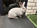 Raszuivere gouwenaars, Dieren en Toebehoren, Konijnen, Mannelijk, Middelgroot, 0 tot 2 jaar