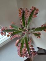 15 Kalanchoë pink butterfly stekjes incl.verz.k., Ophalen, Overige soorten, Minder dan 100 cm
