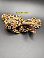 Classic 100%DH Clown Albino 0.2 dames Python Regius, Dieren en Toebehoren, Reptielen en Amfibieën, Slang