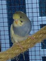 Super jonge grasparkietjes / grasparkiet / grasparkieten, Meerdere dieren, Parkiet