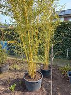 Mooie bamboe voor op terras of als bosplantsoen, Tuin en Terras, Overige soorten, 250 tot 400 cm, Bloeit niet, Ophalen of Verzenden