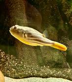 Kogelvis Tetraodon lineatus Fahaka zie omschrijving., Vis, Zoetwatervis