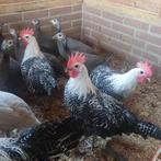 Brakel kippen, Dieren en Toebehoren, Pluimvee, Meerdere dieren, Kip