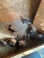 Laatste Mechelse Herder Pup – Direct Beschikbaar!, Dieren en Toebehoren, Rabiës (hondsdolheid), Reu, 8 tot 15 weken, Eén hond