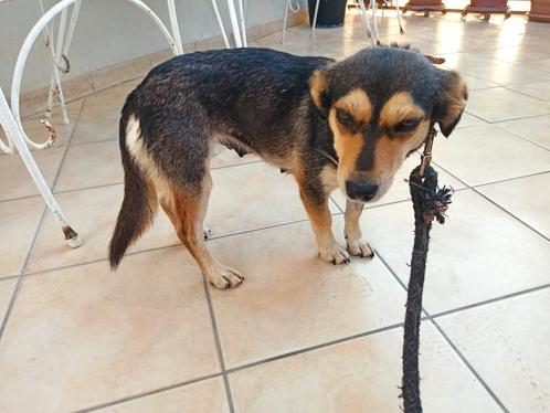 Kleine Mika kan snel naar Nederland, Dieren en Toebehoren, Honden | Niet-rashonden, Klein, Teef, Particulier, Eén hond, Buitenland