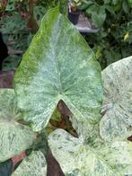 Alocasia Batik - Zeldzame kamerplant in 17cm pot, Ophalen of Verzenden
