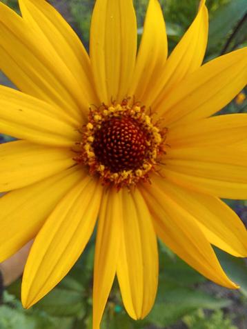 Heliopsis ' Summer Nights' beschikbaar voor biedingen