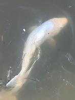 Koi - gezond en glanzend wit, Dieren en Toebehoren, Vissen | Vijvervissen, Karper of Koi