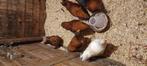 Te koop 5 wyandotte hanen., Dieren en Toebehoren, Mannelijk