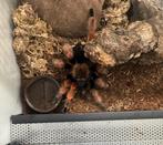 Brachypelma boehmei, Dieren en Toebehoren, Insecten en Spinnen, Spin of Schorpioen