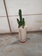 Euphorbia, Huis en Inrichting, Kamerplanten, Cactus, 100 tot 150 cm, Volle zon, Ophalen