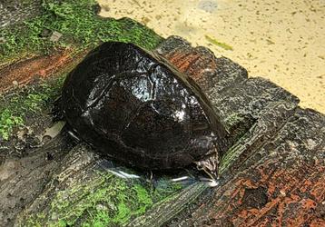 Muskus schildpadjes / Sternoterus odoratus beschikbaar voor biedingen