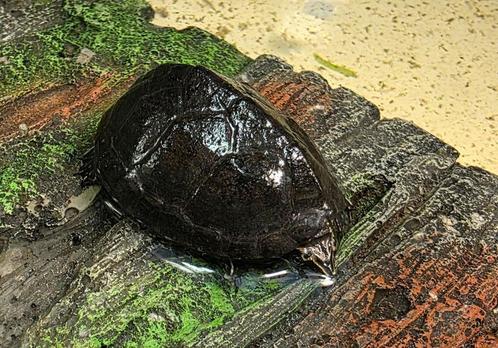 Muskus schildpadjes / Sternoterus odoratus, Dieren en Toebehoren, Reptielen en Amfibieën, Hagedis