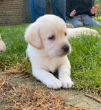 Gele Labrador pups met stamboom, CDV (hondenziekte), Meerdere, 8 tot 15 weken, Meerdere dieren