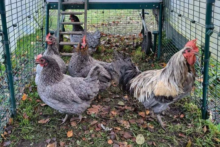 Toom Silverudd blauw: 4 hennen en 1 haan, Dieren en Toebehoren, Pluimvee, Kip, Meerdere dieren