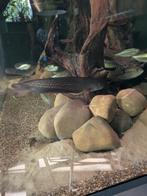 Papyrocranus afer (Arowana mesvis), Vis, Zoetwatervis