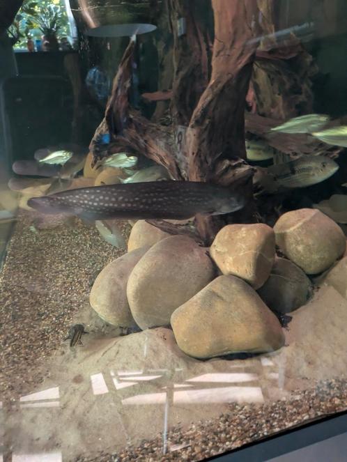 Papyrocranus afer (Arowana mesvis), Dieren en Toebehoren, Vissen | Aquariumvissen, Zoetwatervis, Vis