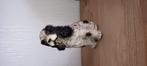 Cocker Spaniel beeldje, Verzamelen, Ophalen of Verzenden, Zo goed als nieuw, Hond of Kat, Beeldje of Figuurtje