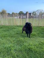 Quesant, Mannelijk, Schaap, 0 tot 2 jaar