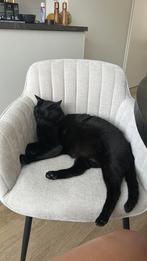 Lieve kat Bagheera zoekt een nieuw thuis met tuin, Dieren en Toebehoren, Katten en Kittens | Raskatten | Korthaar, Kater, Gechipt
