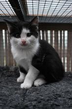 Lieve kittens te koop, Dieren en Toebehoren, Katten en Kittens | Raskatten | Korthaar, Meerdere dieren, Ontwormd, 0 tot 2 jaar