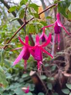 Fuchsia winterhard roze/ paars, Vaste plant, Halfschaduw, Zomer, Ophalen