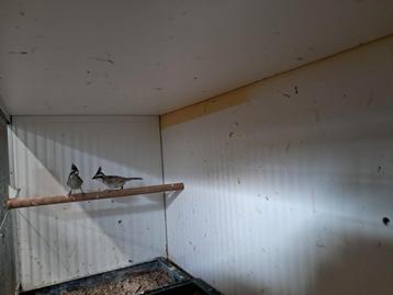 Bovaliaanse berg kardinaal koppel beschikbaar voor biedingen