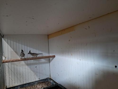 Bovaliaanse berg kardinaal koppel, Dieren en Toebehoren, Vogels | Overige Vogels, Tropenvogel, Meerdere dieren, Geringd