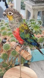 prachtige zeldzame opgezette karmozijnbuikparkiet, Verzenden, Nieuw, Vogel, Opgezet dier