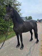 Drachtige friese merrie, Dieren en Toebehoren, Paarden, Merrie, 160 tot 165 cm, Recreatiepaard