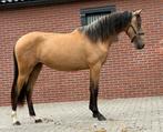 Opvallend mooie jonge pony met veel potentie, Merrie, Springpony, 0 tot 2 jaar, Gechipt