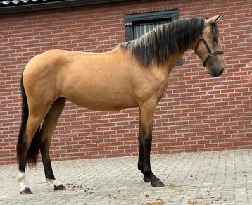 Opvallend mooie jonge pony met veel potentie beschikbaar voor biedingen