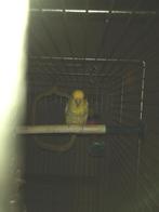 Forpus (Amerikaans geel) inclusief kooi en toebehoren, Dieren en Toebehoren, Mannelijk, Parkiet