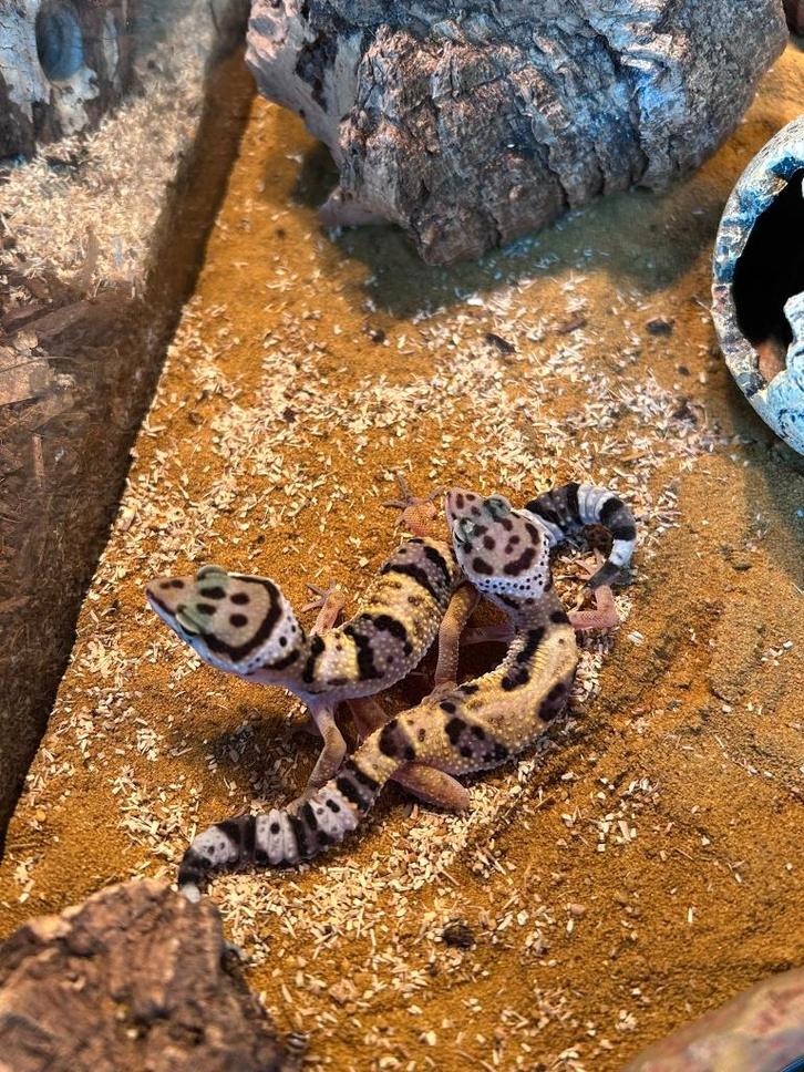 verschillende luipaardgekko’s