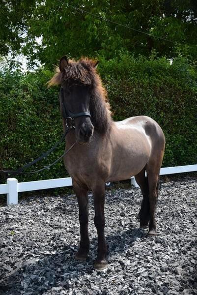 Luxe grote 9 jarige IJslandse merrie met uitstraling, Dieren en Toebehoren, Paarden, Merrie, Minder dan 160 cm, 7 tot 10 jaar