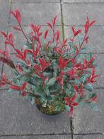 Photinia carre rouge (glansmispel), Volle zon, Vaste plant, Bloeit niet, Ophalen