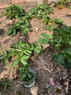Stekjes aardbei Korona, Tuin en Terras, Planten | Tuinplanten, Ophalen of Verzenden, Lente, Fruitplanten, Volle zon