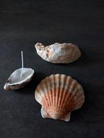 Schelp schelpen waxinelichtje kaarsen, Ophalen, Schelp(en)