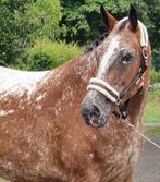 Liefdevol thuis gezocht appaloosa merrie 9 jaar, Merrie, Recreatiepaard