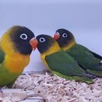 Agapornis personata, Dieren en Toebehoren, Vogels | Parkieten en Papegaaien, Meerdere dieren, Dwergpapegaai of Agapornis