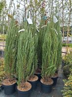 Juniperus scop bleu arrow, smal opgaande jeneverbes 150cm, Ophalen, Overige soorten, Struik, Minder dan 100 cm