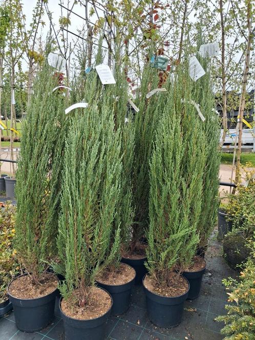 Juniperus scop bleu arrow, smal opgaande jeneverbes 150cm, Tuin en Terras, Planten | Struiken en Hagen, Struik, Overige soorten