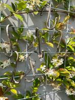 OUDE S-HAKEN SET 6 STUKS, Antiek en Kunst, Ophalen of Verzenden