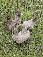 Chabo zwartkop grijs., Dieren en Toebehoren, Pluimvee, Meerdere dieren, Kip