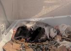 Tamme ratjes. 19 sep 2025!, Dieren en Toebehoren, Knaagdieren, September, Rat