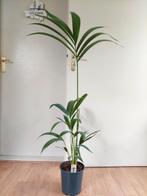 Howea Forsteriana - Kentiapalm H: 100 cm., Ophalen, 100 tot 150 cm, Palm, Halfschaduw
