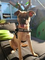 Goed plekje gezocht, Dieren en Toebehoren, Honden | Niet-rashonden, 1 tot 2 jaar, Eén hond, Klein, Nederland