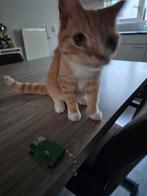 Lieve jonge kat zoekt nieuw thuis, Dieren en Toebehoren, Katten en Kittens | Overige Katten, Poes, Kortharig, 0 tot 2 jaar