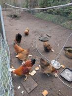 Gratis! Vijf hennen, twee hanen, Dieren en Toebehoren, Pluimvee, Meerdere dieren, Kip
