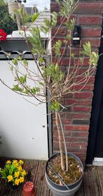 Olijfboom, 100 tot 250 cm, Olijfboom, Ophalen, Volle zon